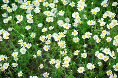 Güzel papatyalar yeşil bir çayırda yetişir