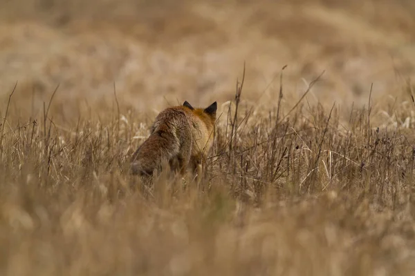 狐狸的各种各样的相片从后面在草甸 — 图库照片