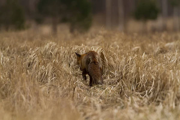 Különböző Képek Fox Hátulról Réten — Stock Fotó