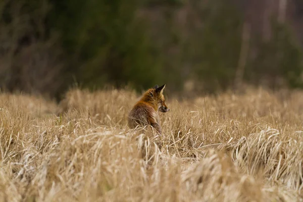 Różne Zdjęcia Fox Tyłu Łące — Zdjęcie stockowe