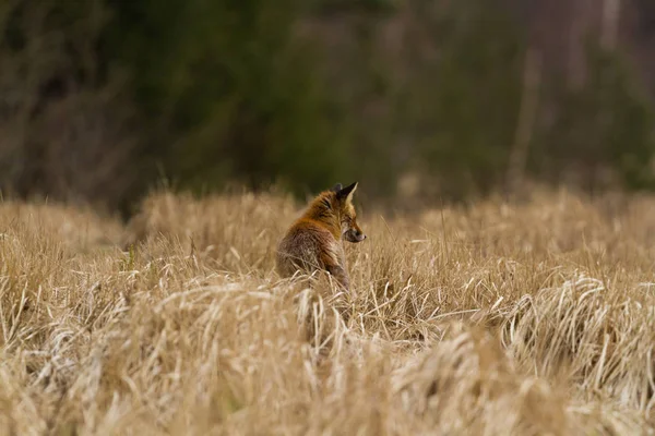 Különböző Képek Fox Hátulról Réten — Stock Fotó