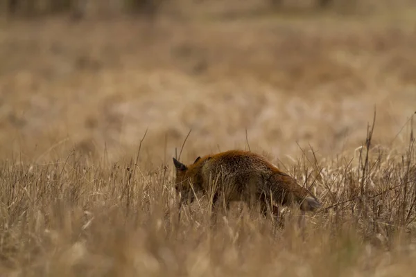 Különböző Képek Fox Hátulról Réten — Stock Fotó