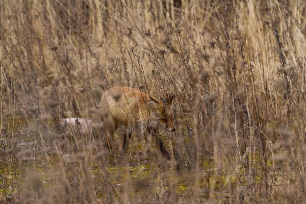 狐狸的各种各样的相片在草甸 — 图库照片