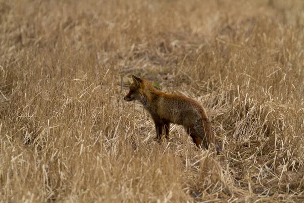 狐狸的各种各样的相片在草甸 — 图库照片