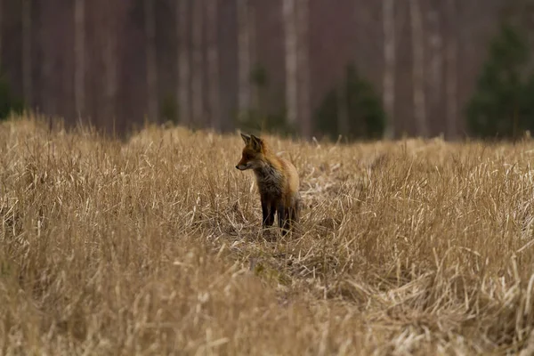 Diverses Photos Renard Dans Prairie — Photo