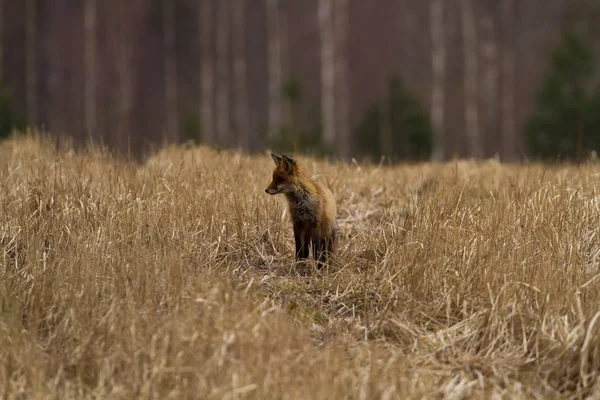 Verschiedene Fotos Des Fuchses Auf Der Wiese — Stockfoto