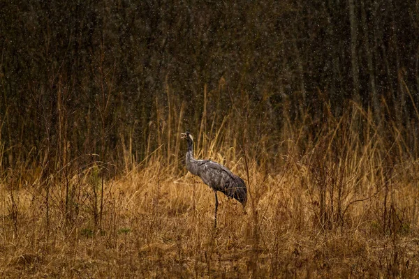 The gray crane wakes up from sleeping early in the morning.