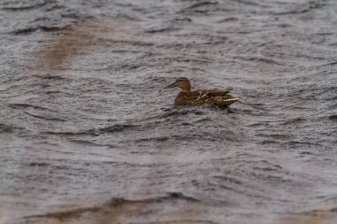 Ördekler kötü hava ile mücadele bir fırtınada.