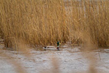 Stormy rüzgar gizleme sazlık içinde ördek.
