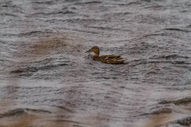 Ördekler kötü hava ile mücadele bir fırtınada.