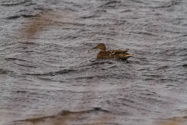 Ördekler kötü hava ile mücadele bir fırtınada.