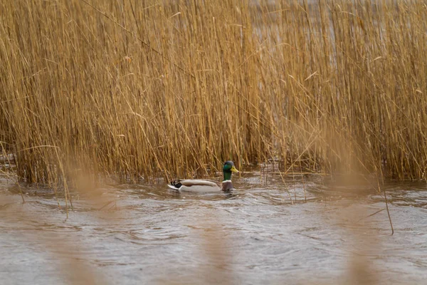 Stormy rüzgar gizleme sazlık içinde ördek.