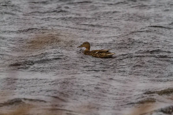 Ördekler kötü hava ile mücadele bir fırtınada.