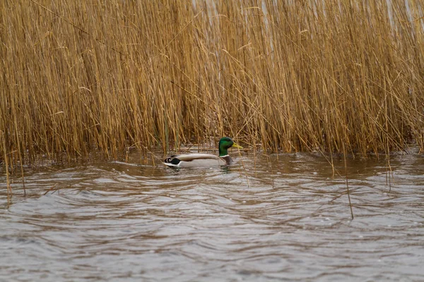 Pato Juncos Escondendo Vento Tempestuoso — Fotografia de Stock