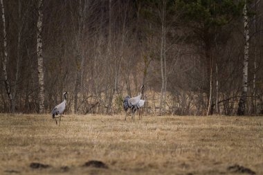 Sabah erkenden uyumaya gri turna sürüsü uyanır.