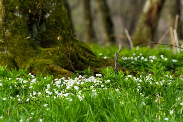 Primeira Flor Primavera Que Nasce Solo Congelado Imagem De Stock