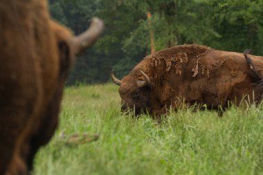 Çayırda otlatma bizonlar.