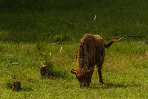 초원에 Bisons — 스톡 사진