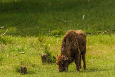 Çayırda otlatma bizonlar.