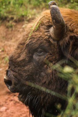 Çok kötü bir boğa hangi çevrili gözleri Bizon, çayır vs küçük döşeme uçar.
