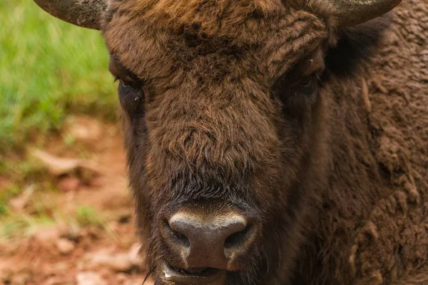 Mächtige Bisons Die Auf Einer Wiese Gegen Kleine Fiese Fliegen — Stockfoto