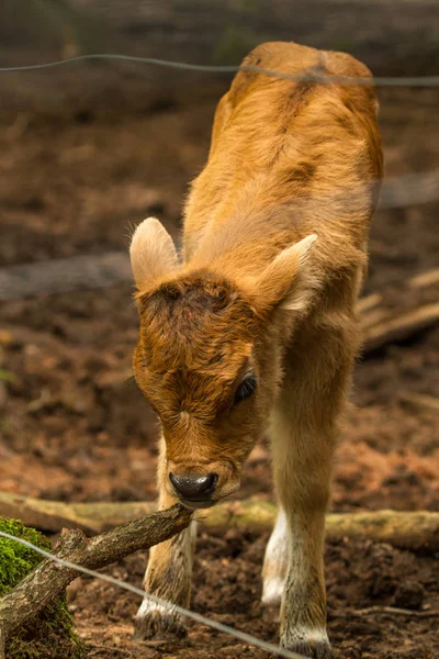 Krowa Cielę Wildpark Pobliżu Stojący Obok Matki — Zdjęcie stockowe