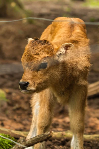 Annesi Yanında Ayakta Yakınındaki Wildpark Içinde Inek Buzağı — Stok fotoğraf