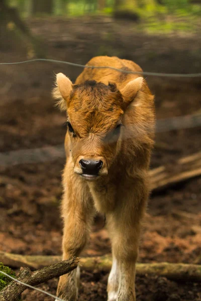 Bezerro Vaca Wildpark Perto Perto Sua Mãe — Fotografia de Stock