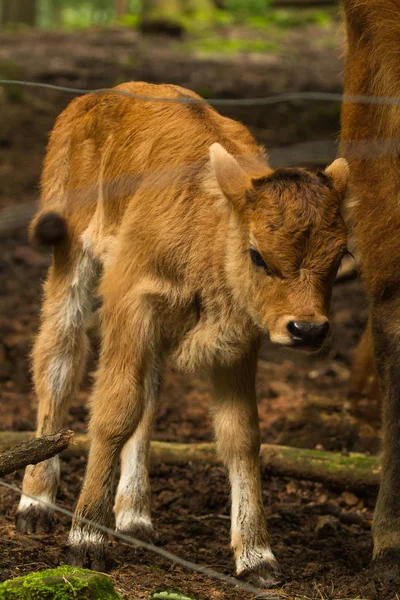 Tehén Borjú Wildpark Közelében Áll Közel Anyja — Stock Fotó