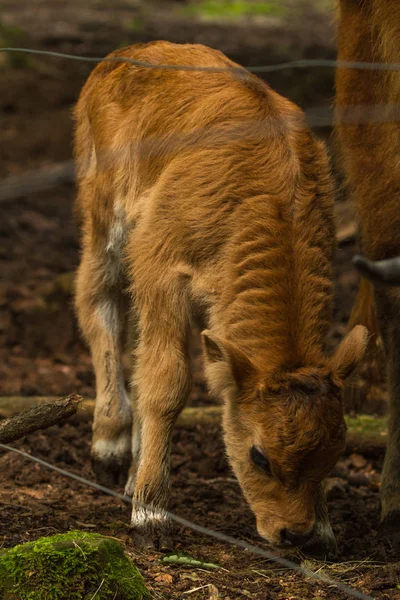 Cow Calf Wildpark Standing Her Mother — Stock Photo, Image