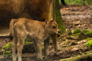 Wildpark Betzenberg, şehir Kaiserslautern, Almanya yer alan fotoğrafları.