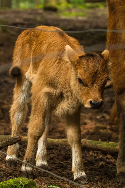 Wildpark Betzenberg Şehir Kaiserslautern Almanya Yer Alan Fotoğrafları — Stok fotoğraf