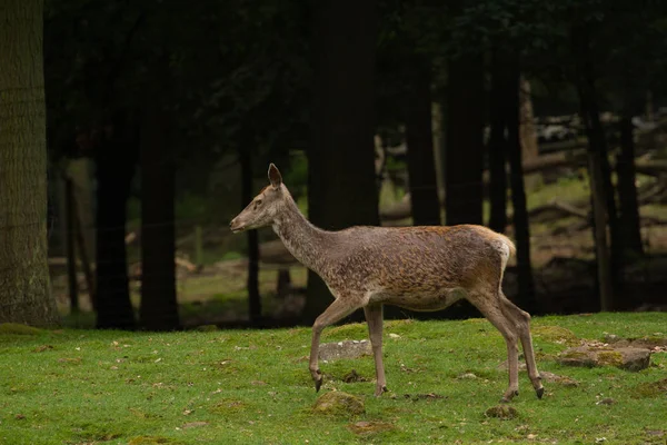 Wildpark Betzenberg Şehir Kaiserslautern Almanya Yer Alan Fotoğrafları — Stok fotoğraf