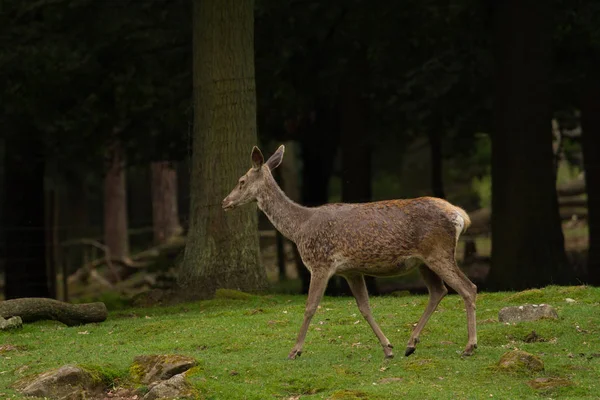 Wildpark Betzenberg Şehir Kaiserslautern Almanya Yer Alan Fotoğrafları — Stok fotoğraf