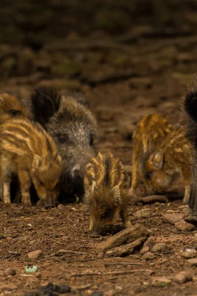 Fotos Wildpark Betzenberg Localizado Perto Cidade Kaiserslautern Alemanha — Fotografia de Stock