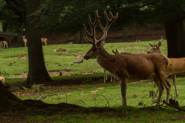 Fotos Wildpark Betzenberg Localizado Perto Cidade Kaiserslautern Alemanha Fotografia De Stock