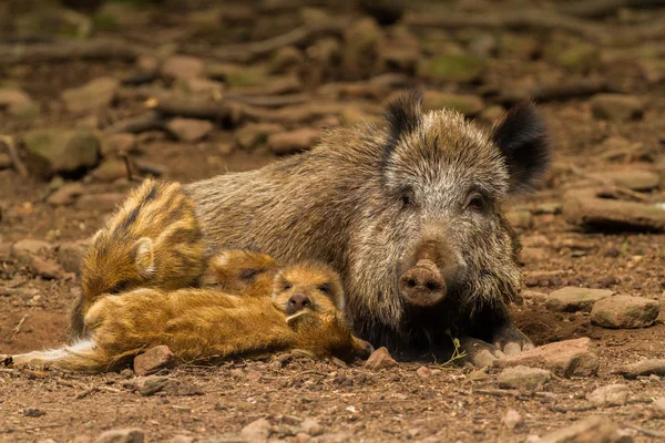 Bilder Från Wildpark Betzenberg Belägna Nära Staden Kaiserslautern Tyskland Royaltyfria Stockfoton