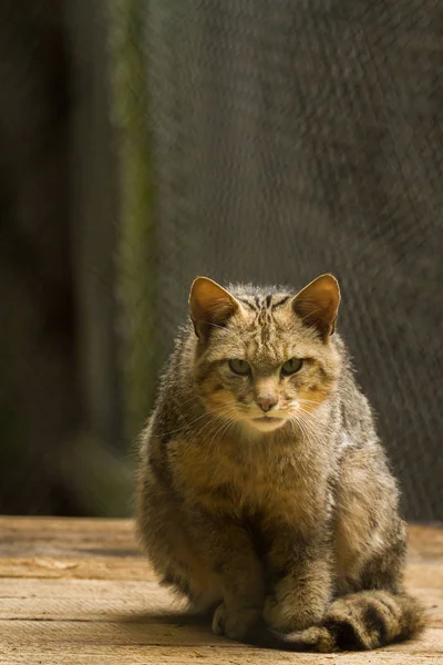 Wildpark Betzenberg 부근에서 — 스톡 사진