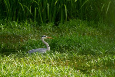Sabah güneşi gölette, mavi balıkçıl