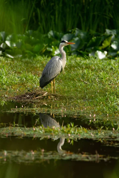 Blauwe Reiger Bij Vijver Ochtendzon — Stockfoto