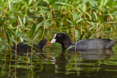 Avrupa sukuşu tercih göllerde yaşayan