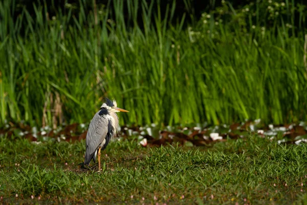 Blauwe Reiger Bij Vijver Ochtendzon — Stockfoto