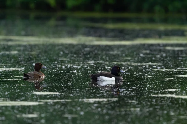 Wasservögel Europas Bevorzugen Das Leben Seen — Stockfoto