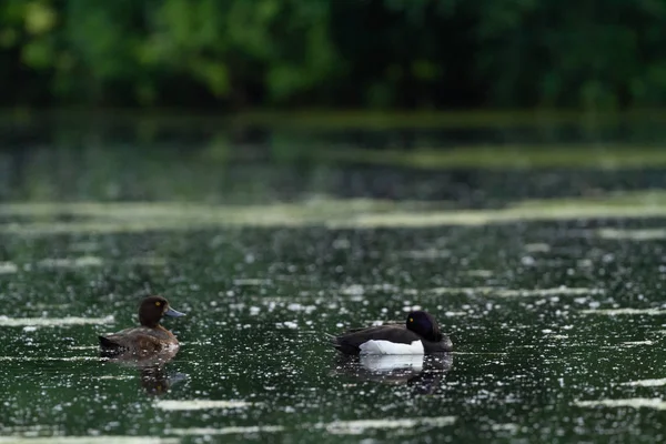 Wasservögel Europas Bevorzugen Das Leben Seen — Stockfoto