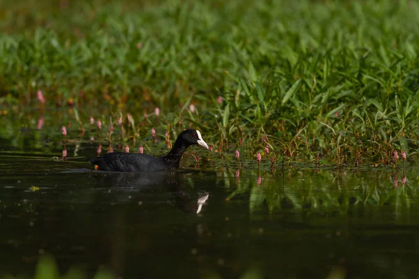 Oiseaux Eau Europe Préfèrent Vivre Dans Les Lacs — Photo