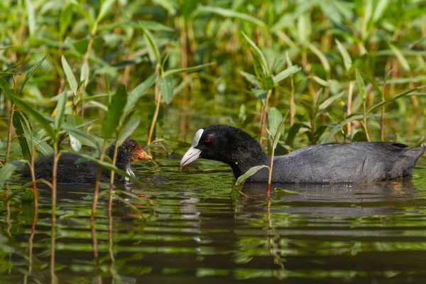 Waterbird Europe Prefer Living Lakes — Stock Photo, Image