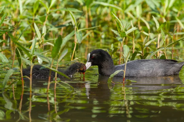 Wasservögel Europas Bevorzugen Das Leben Seen — Stockfoto