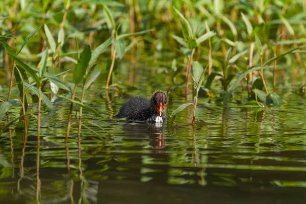 Waterbird Europe Prefer Living Lakes — Stock Photo, Image