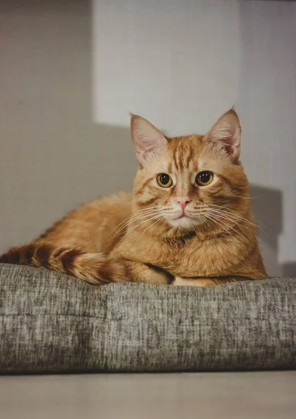 Retrato Belo Gato Gengibre — Fotografia de Stock