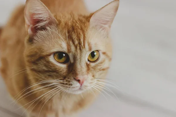 Retrato Belo Gato Gengibre — Fotografia de Stock